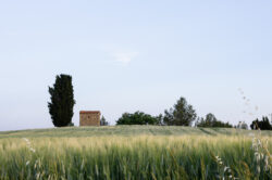Champ de blé - Couleur