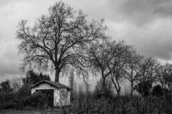 Paysage d'hiver. Photo en noir et blanc.