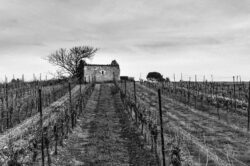 Paysage d'hiver vigne - Photo noir et blanc
