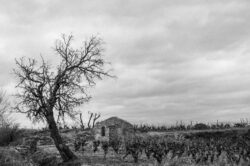 Ciel gris, arbre, vigne et ruine de mazet - Noir et blanc