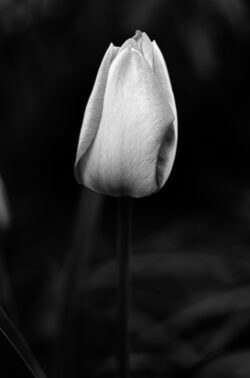Tulipe en bouton - Noir et blanc